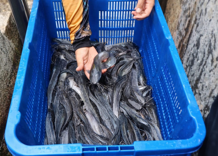 DKP Kota Bengkulu Sediakan Lele Murah di BBI Kampung Melayu Hanya Rp21 Ribu per Kg