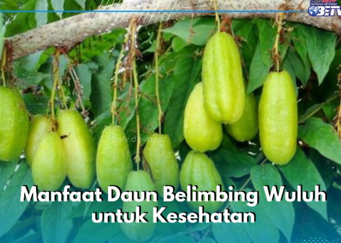 7 Manfaat Daun Belimbing Wuluh yang Sayang Dilewatkan, Salah Satunya Ampuh Mengecilkan Pori-pori