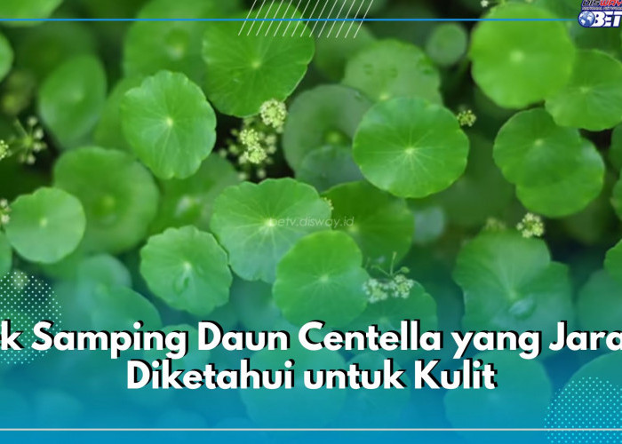 Bikin Iritasi dan Gatal, Ini 7 Efek Samping Daun Centella yang Jarang Diketahui untuk Kulit