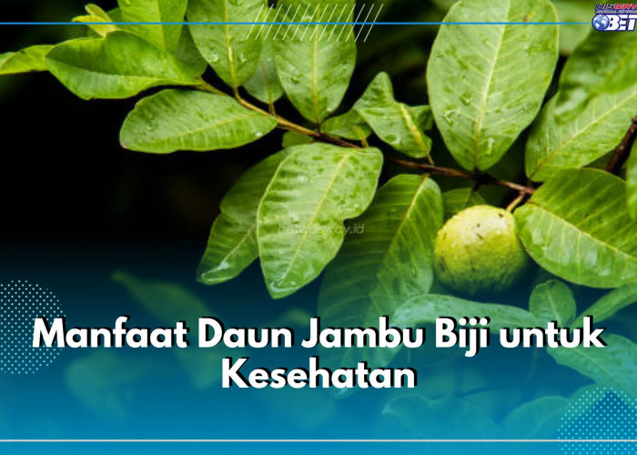 Bukan Cuma Obat Diare, Ini 6 Manfaat yang Ditawarkan Daun Jambu Biji untuk Kesehatan