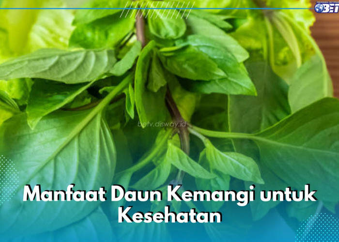 Baik untuk Pencernaan, Intip Sederet Manfaat Lain dari Daun Kemangi untuk Kesehatan di Sini!