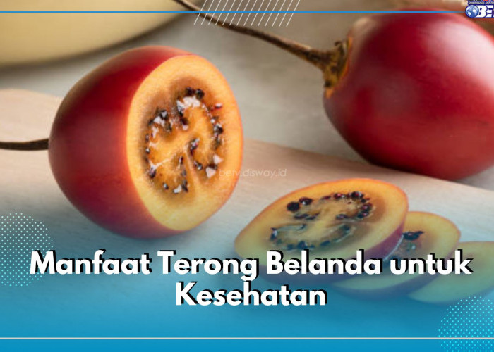 Suka Konsumsi Terong Belanda? Ternyata Ini 7 Manfaatnya untuk Kesehatan Tubuh