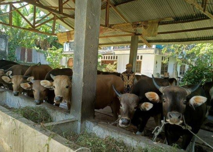 Pemprov Bengkulu Tunda Pengadaan Bibit Ternak Sapi, Ini Alasannya