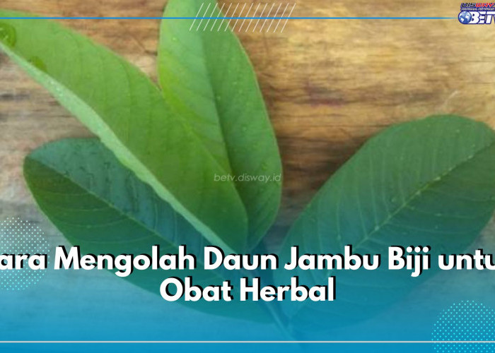 Mudah Banget! Begini 5 Cara Mengolah Daun Jambu Biji Jadi Obat Herbal