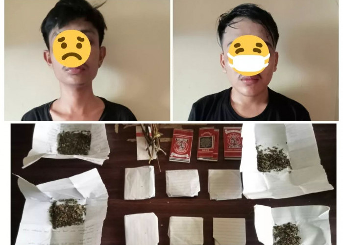 2 Warga Kota Bengkulu Diringkus Polisi Bersama BB 10 Paket Ganja