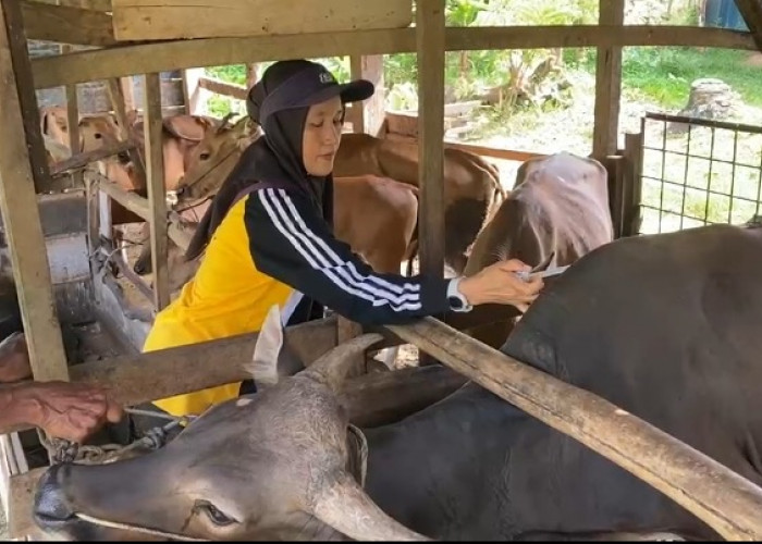 Jelang Iduladha, Pemkot Bengkulu Suntikkan Ratusan Dosis Vaksin ke Hewan Ternak