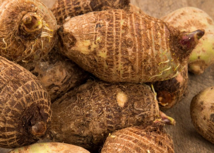 Ini Manfaat Konsumsi Kimpul untuk Kesehatan, Umbi Lokal Kaya Serat dan Nutrisi