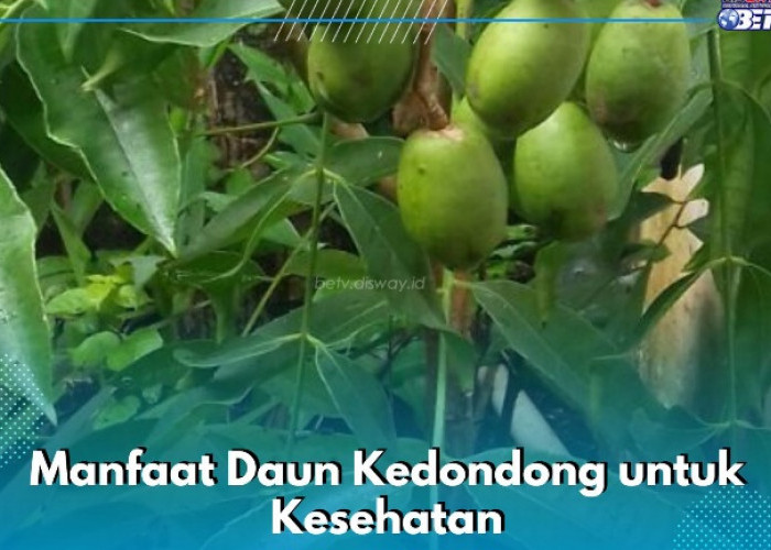 Ini Manfaat Lain Daun Kedondong, Dipercaya Dapat Meningkatkan Sistem Kekebalan Tubuh