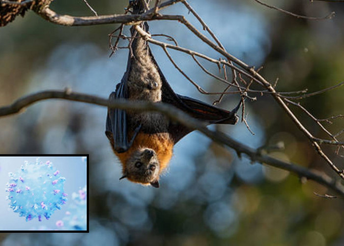 Virus Nipah Mengancam, Ini 7 Tips Lindungi Diri dari Infeksi Menurut Kemenkes RI