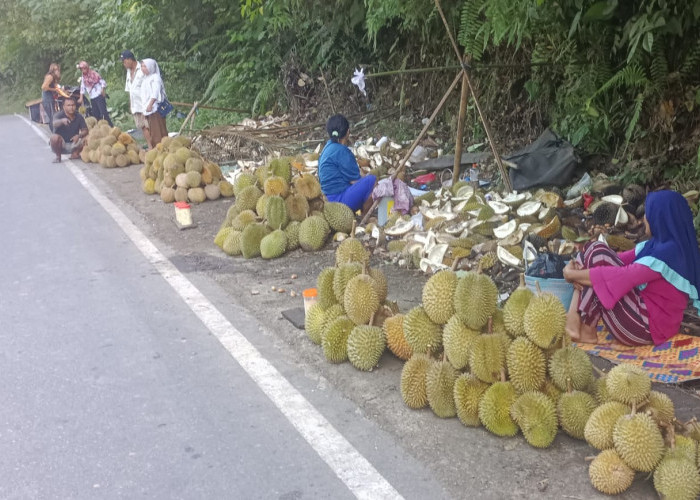 Musim Durian di Seluma Tiba, Petani Raup Penghasilan hingga Rp7 Juta