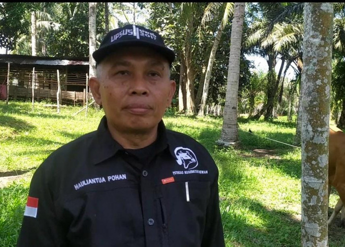 Waspada Kasus PMK, 67 Sapi di Kota Bengkulu Terjangkit 