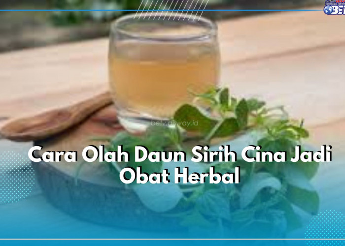Dapat Dijadikan Obat Herbal, Begini Cara Olah Daun Sirh Cina untuk Kesehatan, Nikmati khasiatnya!