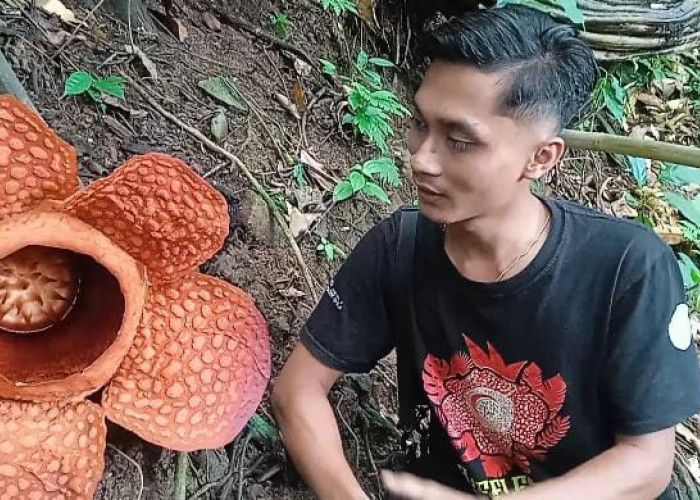 Bunga Rafflesia Gadutensis Mekar Sempurna di Bengkulu Utara