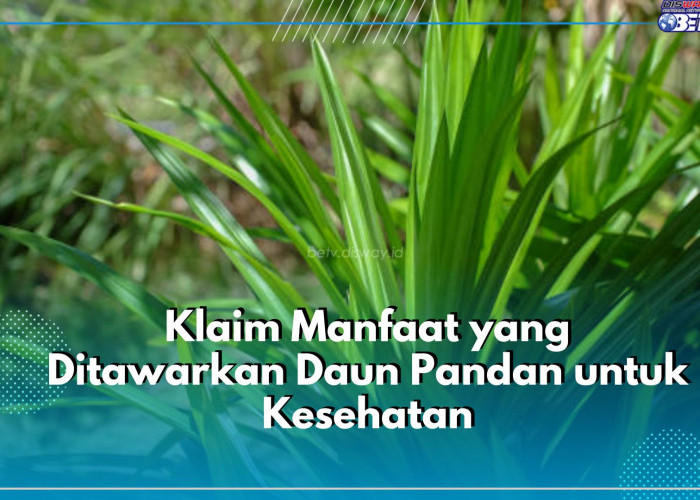 Tak Banyak yang Tahu! Ini 5 Manfaat Daun Pandan untuk Kesehatan Tubuh, Dipercaya Ampuh Menetralkan Racun