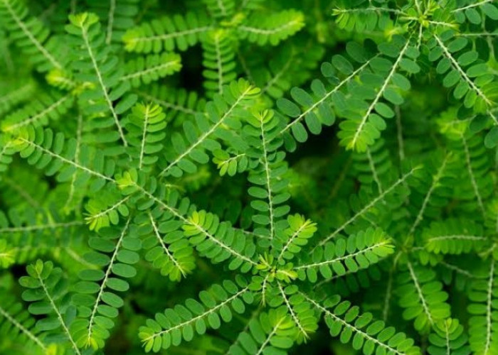 Ampuh Cegah Batu Ginjal hingga Turunkan Tekanan Darah, Ini Manfaat Daun Meniran untuk Kesehatan Tubuh 