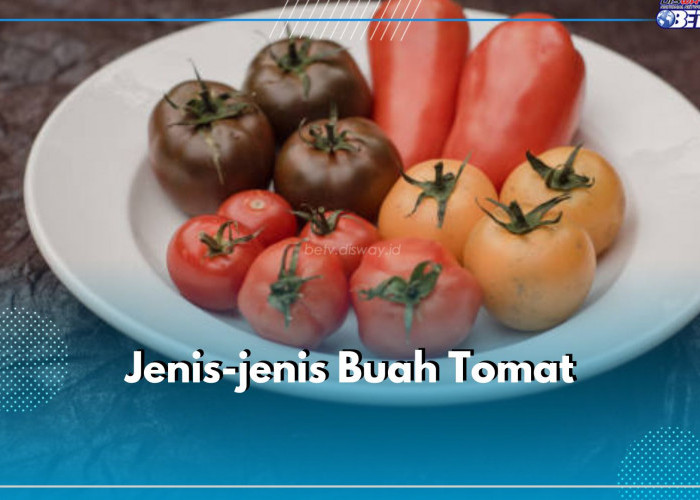 7 Jenis Buah Tomat yang Perlu Kamu Ketahui, Nomor 5 Banyak Digemari
