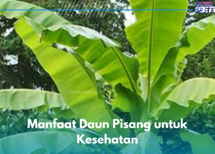 Ini 6 Manfaat Daun Pisang yang Jarang Diketahui, Ampuh Menangkal Radikal Bebas