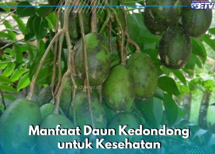 Daun Kedondong Bisa Mengempukkan Daging, Cek Manfaat yang Ditawarkan di Sini