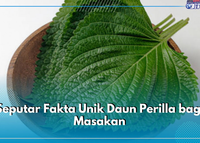 Seputar Fakta Unik Daun Perilla bagi Masakan, Cek di Sini!