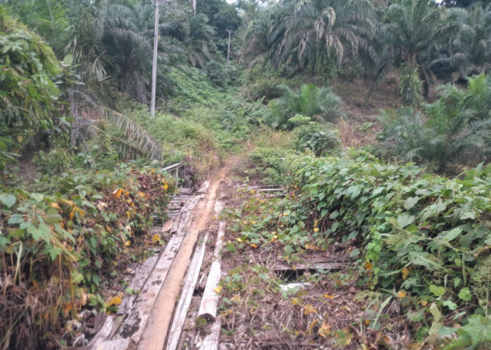HUT RI ke-81, Warga Batu Ampar Seluma Masih Berjuang Dapatkan Akses Jalan Layak