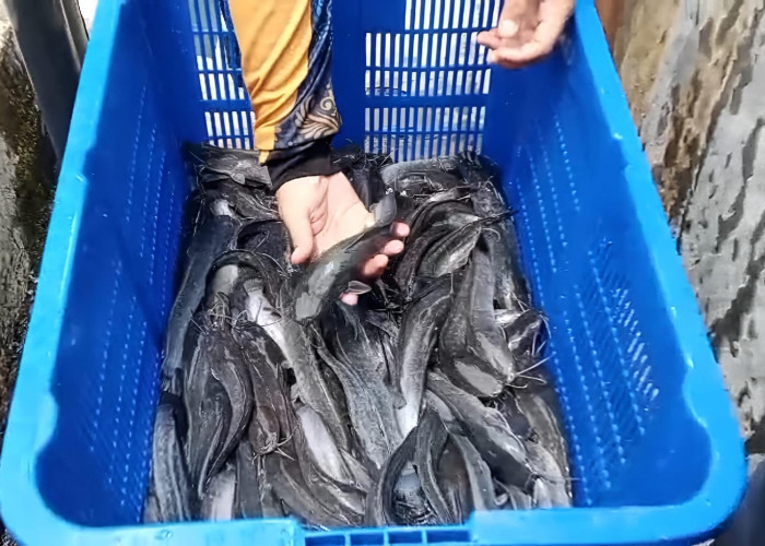 Bantu Penuhi Kebutuhan Protein, DKP Kota Bengkulu Jual Lele dan Bibit Murah di BBI