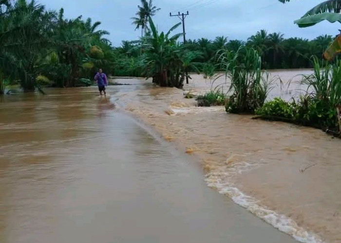 Seluma Terkepung Banjir: 2.478 Jiwa Terdampak Luapan Air di 5 Kecamatan