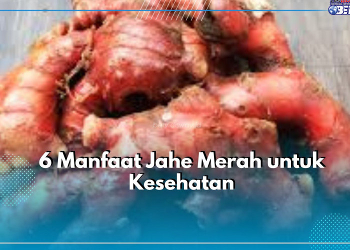 Inilah Khasiat Jahe Merah untuk Kesehatan, Cakap Redakan Morning Sickness