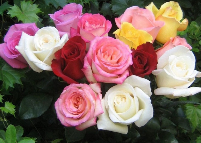 Ada Mawar Hybrid Tea hingga Mawar Rugosa, Yuk Kenali Ragam Jenisnya Disini!