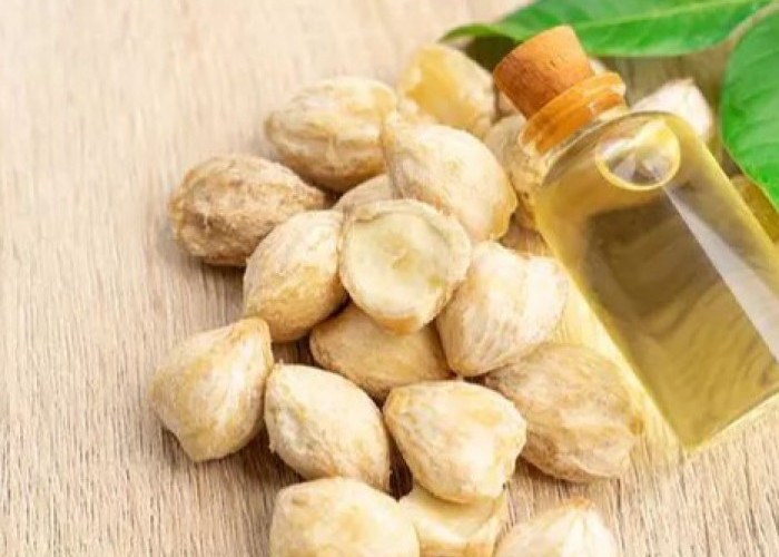 Cek di Sini! Manfaat Minyak Kemiri bagi Kesehatan, Tak Hanya untuk Merawat Rambut
