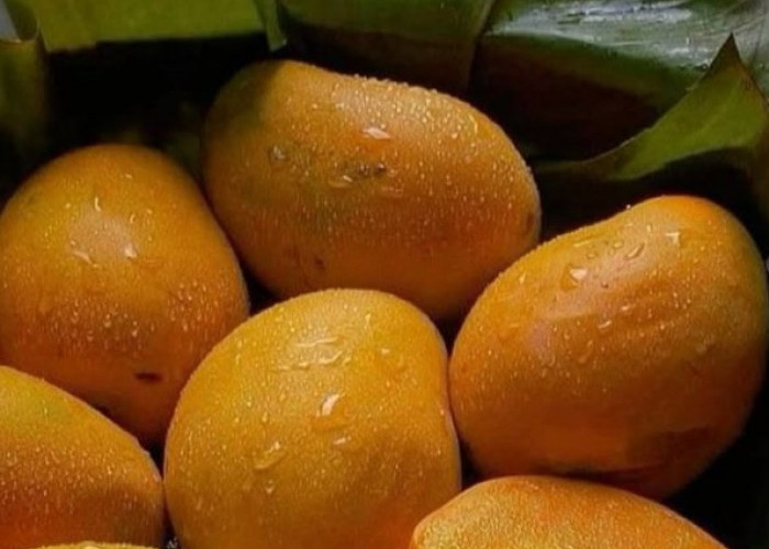 Buah Mangga Punya Efek Samping bagi Kesehatan, Cek di Sini! Hati-hati Berlebihan