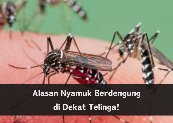Bikin Kesal, Nyamuk Sering Berdengung di Dekat Telinga! Ternyata Karena Hal Ini