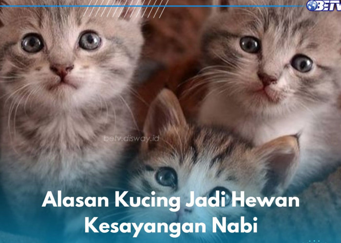 Tidak Hanya Lucu, Ini 6 Alasan Kucing Jadi Hewan Kesayangan Nabi Muhammad SAW