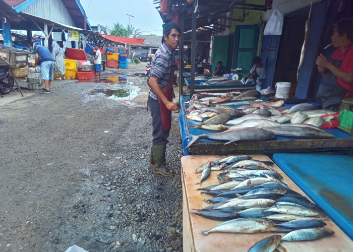 Harga Ikan Laut di TPI Pulau Baai Relatif Stabil Meski Cuaca Ekstrem, Ini Daftarnya