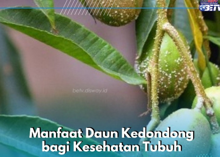 Daun Kedondong Ampuh Mencegah Kanker, Cek Manfaat Lengkapnya di Sini