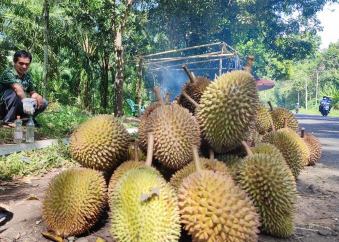 Musim Durian Tiba, Pedagang Berjejer Sepanjang Jalan Lintas Barat Bengkulu-Tais