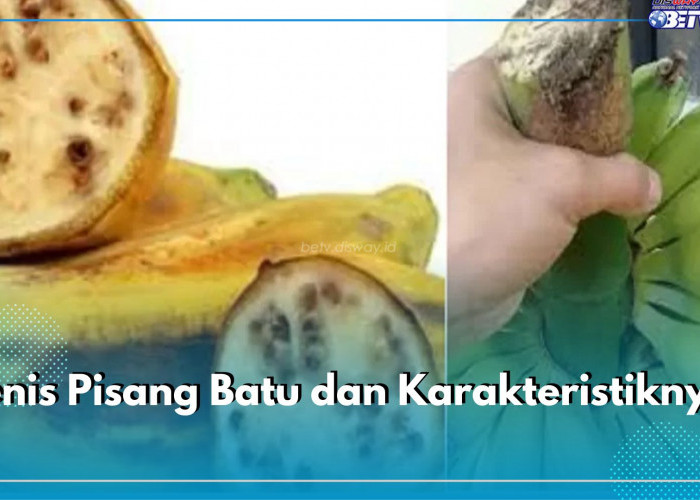 Jarang Diketahui! Inilah 6 Jenis Pisang Batu dan Karakteristiknya