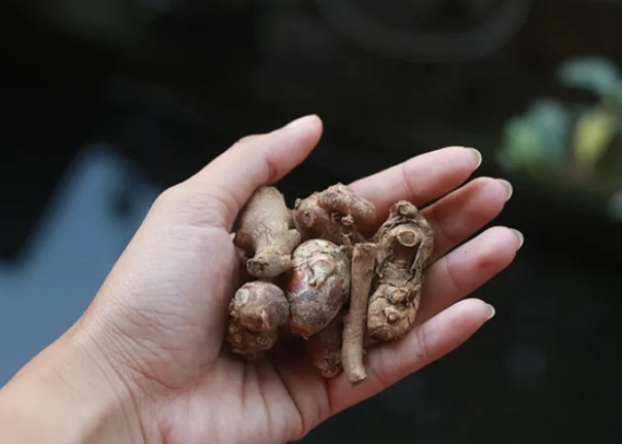 Bantu Lancarkan Haid hingga Cerahkan Wajah, Ini Manfaat Kencur Bagi Wanita 