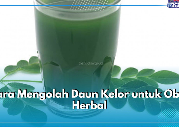 Catat! Ini 5 Cara Olah Daun Kelor untuk Obat Herbal, Ampuh Atasi Beragam Penyakit 