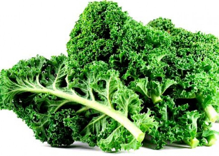 Waspadai Sekarang Juga! Ini 4 Efek Samping Berbahaya Mengonsumsi Sayur Kale Berlebihan 