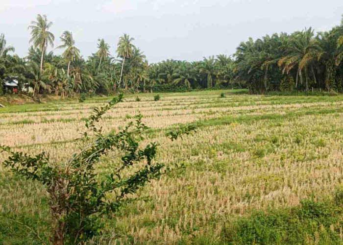 Kemarau Berkepanjangan, Puluhan Hektare Sawah Tadah Hujan di Seluma Belum Bisa Ditanami Padi
