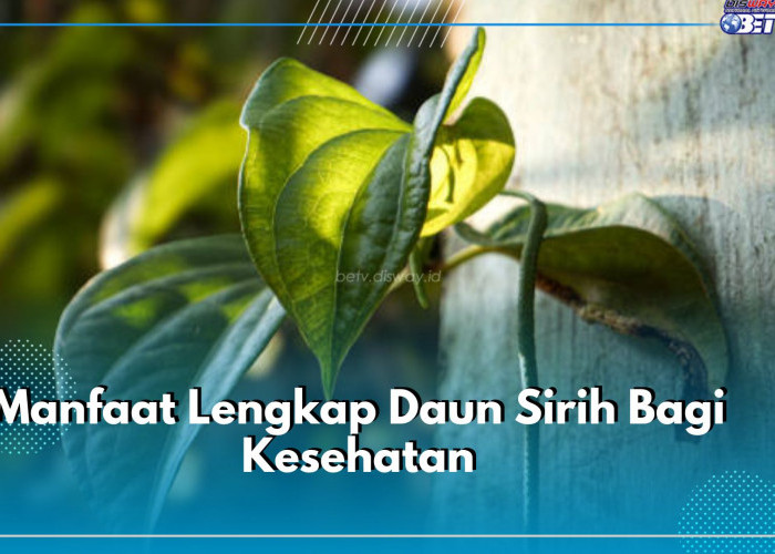 Terkenal dengan Khasiatnya yang Luar Biasa, Ini 10 Manfaat Lengkap Daun Sirih Bagi Kesehatan