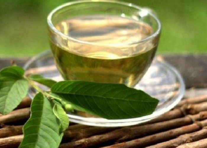 Ini 5 Cara Tepat Olah Daun Jambu Biji Jadi Obat Tradisional 