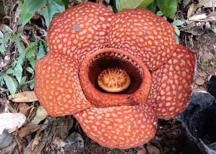 Rafflesia Kemumu Ensis Mekar Sempurna di Hutan Boven Lais Provinsi Bengkulu