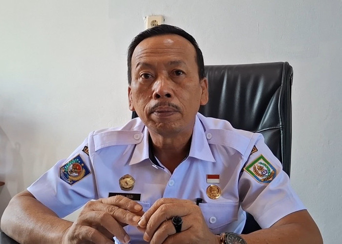 Tembus 1,1 Ton, Sapi Simental Asal Mukomuko Diusulkan Jadi Kurban Presiden di Bengkulu