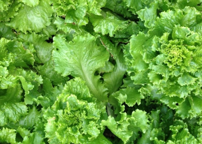 Sayur Kale Tawarkan Segudang Manfaat Tersembunyi untuk Dunia Kecantikan, Cek Sekarang!