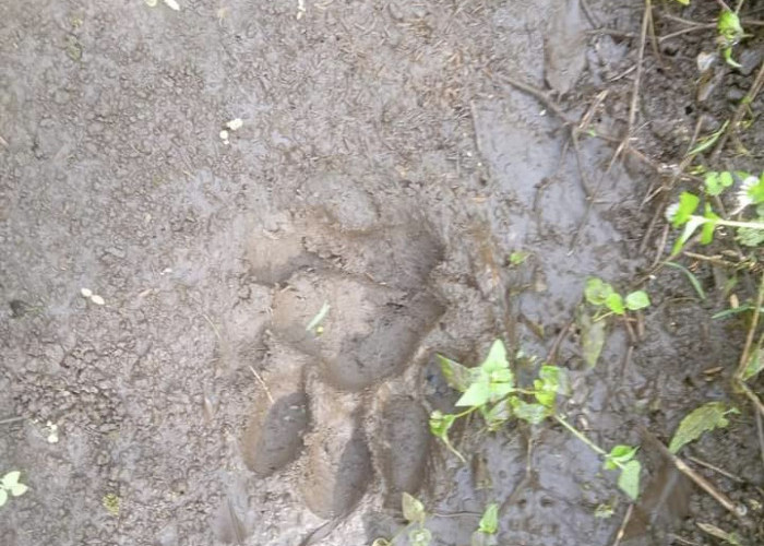 GEGER! Jejak Kaki Harimau Ditemukan di Kebun Warga Desa Sambirejo