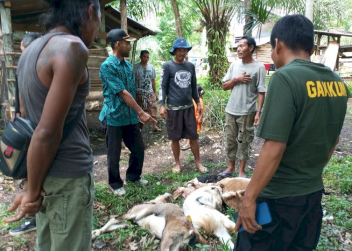 Teror Binatang Buas Pemangsa Hewan Ternak  di Seluma Bikin Resah Warga