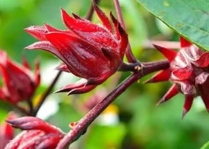 Ingat Jangan Berlebihan! Waspadai 7 Gejala yang Muncul Akibat Terlalu Banyak Mengonsumsi Bunga Rosella