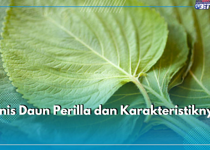 Jangan Tertukar! Daun Perilla Punya 5 Jenis yang Berbeda, Cek di Sini Karakteristiknya