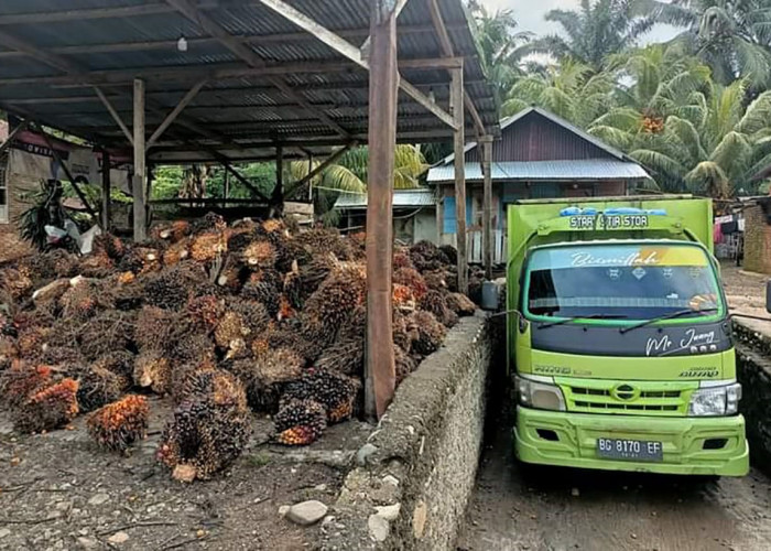 Harga TBS Sawit di Kabupaten Seluma Tembus Rp2.900 per Kilogram